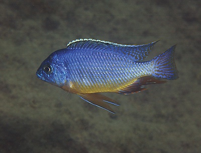 Protomelas taeniolatus 'Hora Mhango'